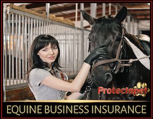 Equine and horse insurance in Spain image with a woman brushing a horse in a stable 
